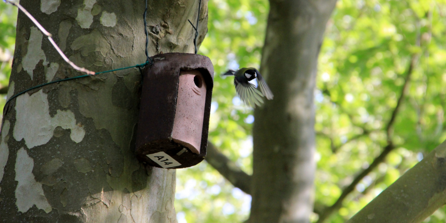 Nichoir avec mésange qui prend son envol